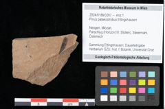 Foto (Objekt + Etikett) von Pinus palaeostrobus Ettingshausen (NHMW-GEO-2024-0188-0207)